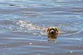 spud swims